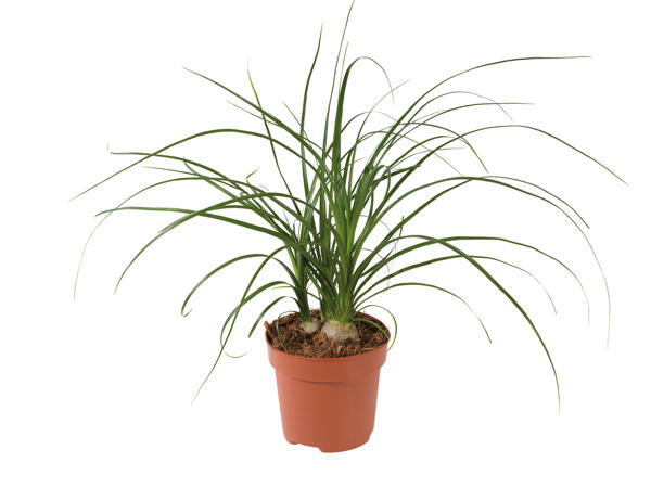Assorted Green Plants