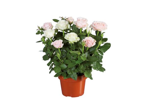 Roses