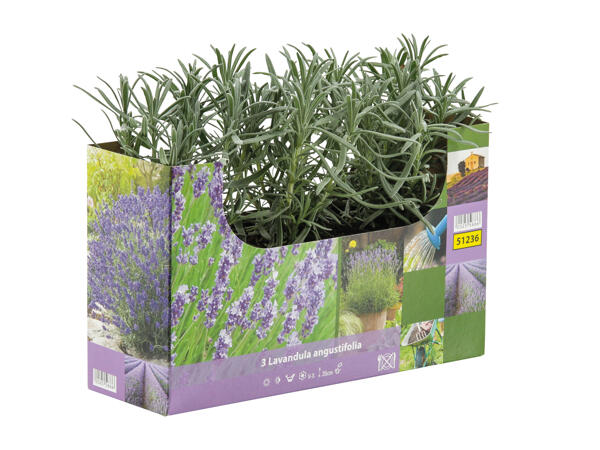 English Lavender