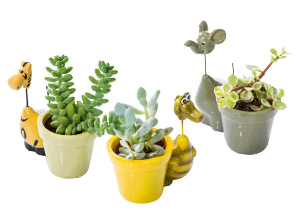 Succulent Plant Composition