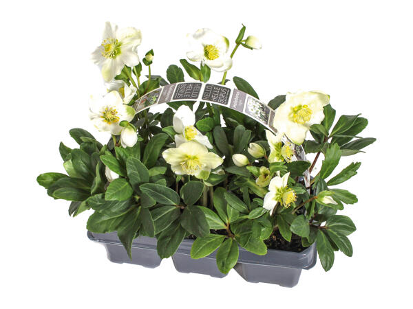 Christmas Roses