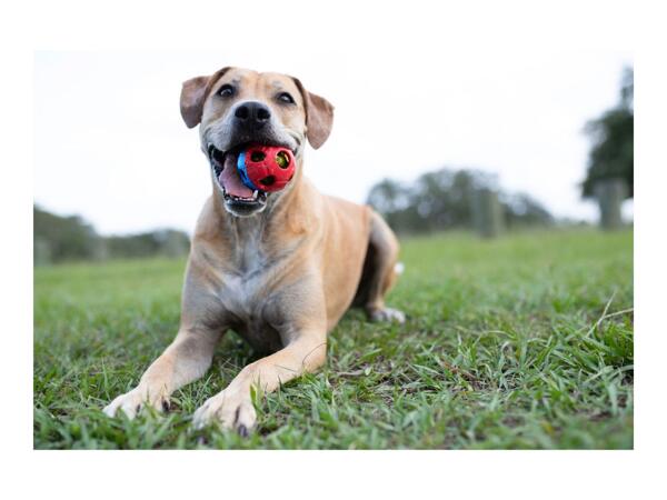 Nerf Dog Toy