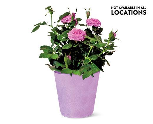 Mini Potted Roses Assorted Colors
