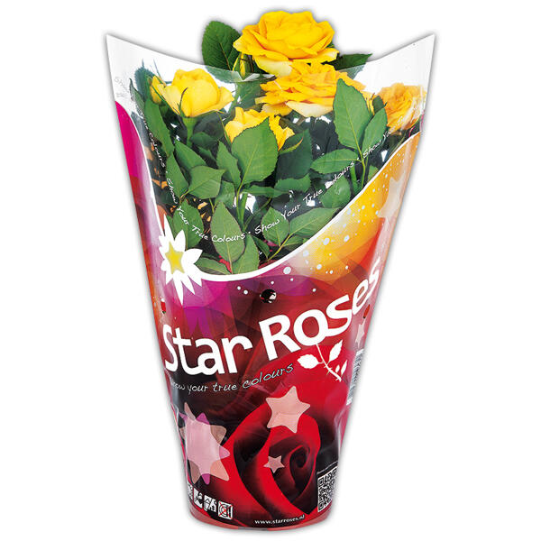 Topfrose