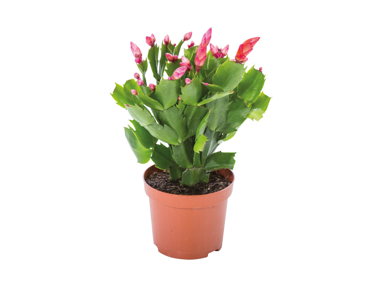 Christmas Cactus1
