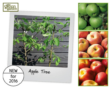 Premium Patio Fruit Tree