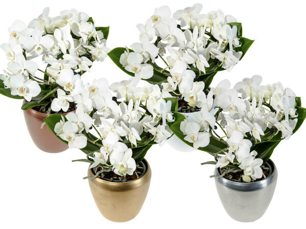Orchidee Bügel in Keramik