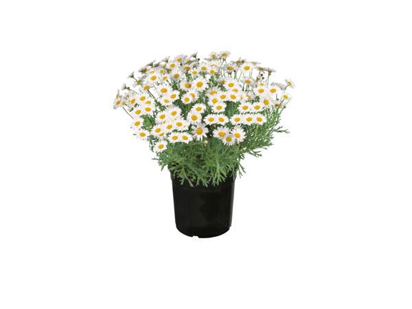Margeriter