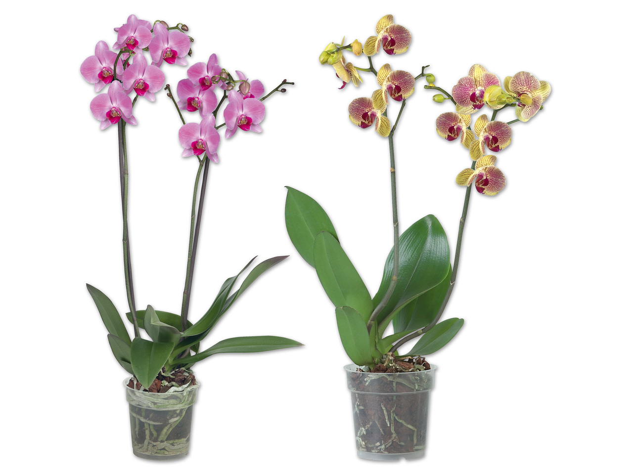 Phalaenopsis 2-Trieber