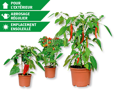 Pieds de plantes de petits légumes