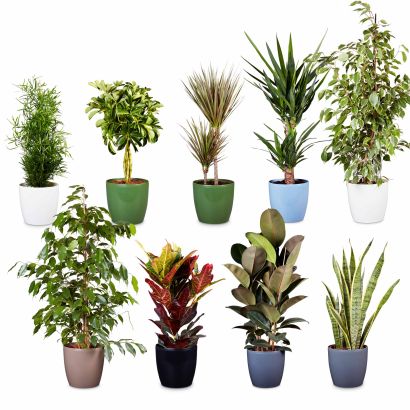 Solitairplant