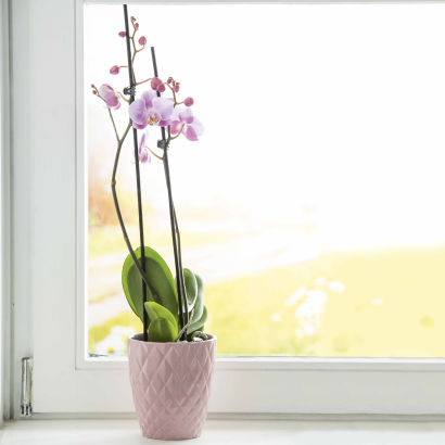 Orchidée de Saint-Valentin