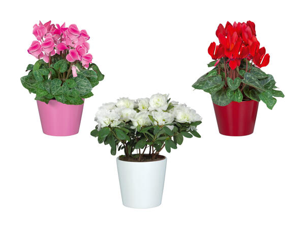 Cyclamen et azalée dans un pot en céramique