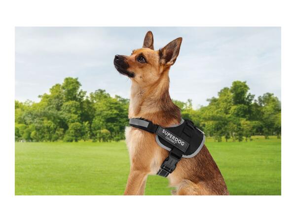 Zoofari Dog Harness