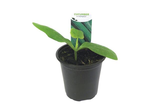 Cucumber Plant