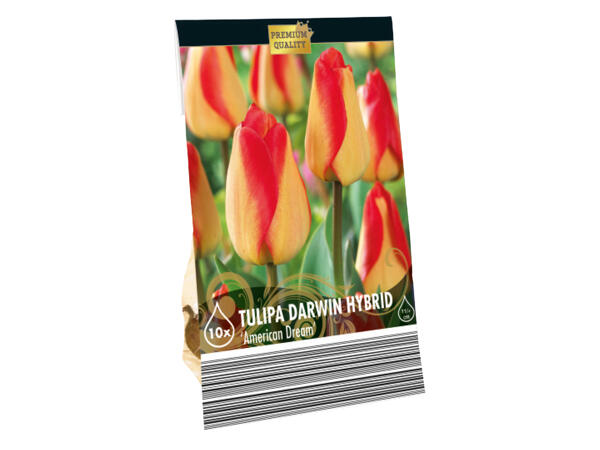 Premium Bulbs