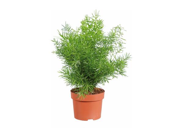 Plant Mix