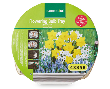Flowering Bulb Tray