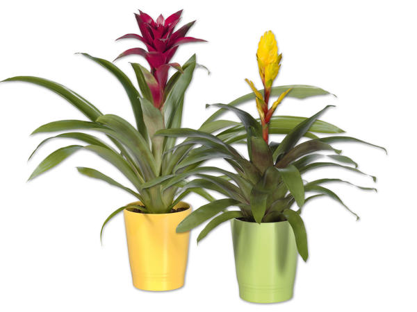 Vrisea oder Guzmania in Keramiktopf