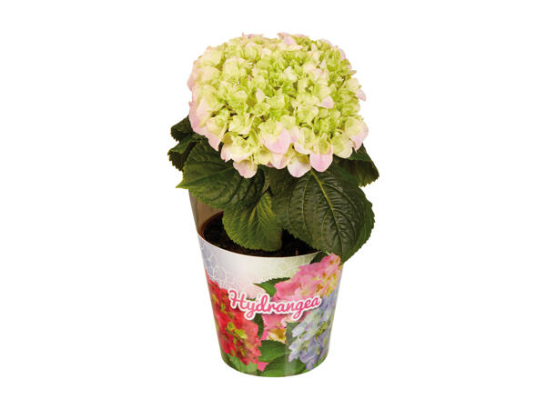 Hydrangea "Solomia"