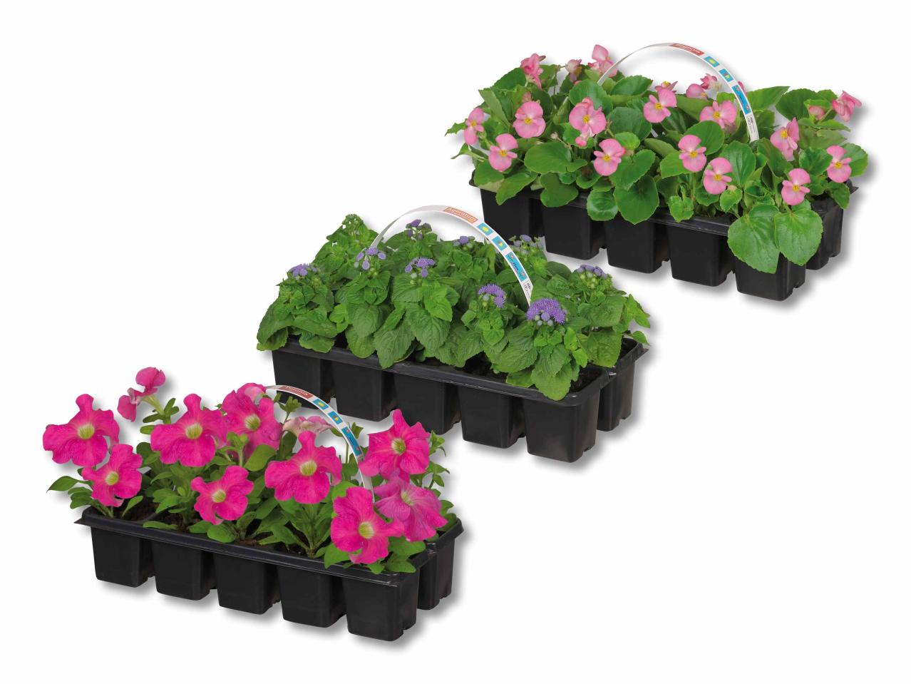 Mélange de plantes de parterre