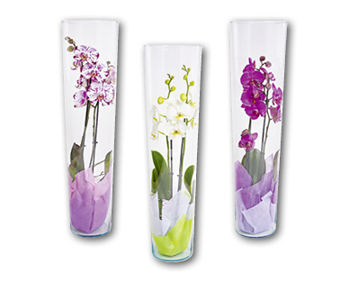 Phalaenopsis sous verre GARDENLINE(R)