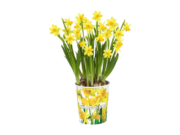 Flower Bulbs