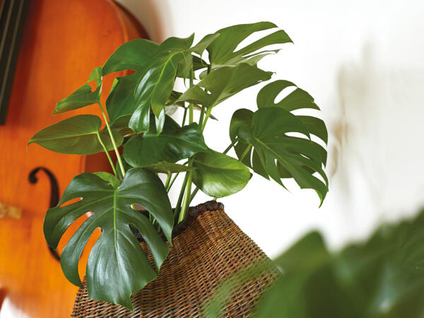 Monstera