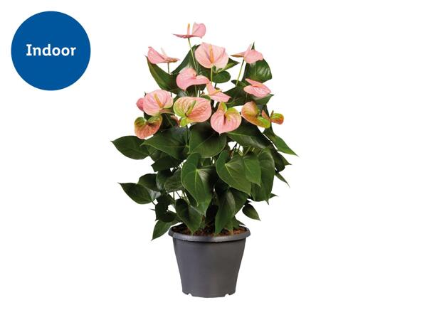 Anthurium