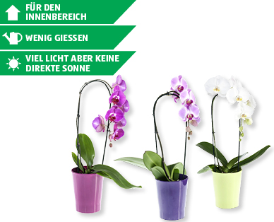 Phalaenopsis Cascade