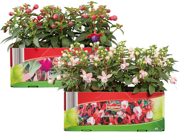 Fuchsien 6er Tray