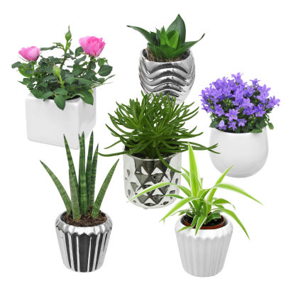 Miniplante i potte