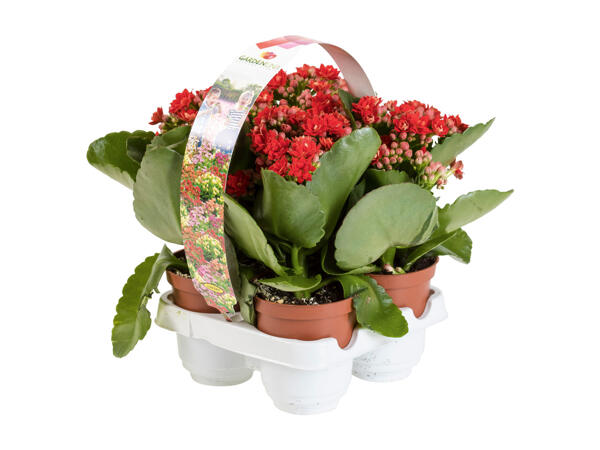 Kalanchoe