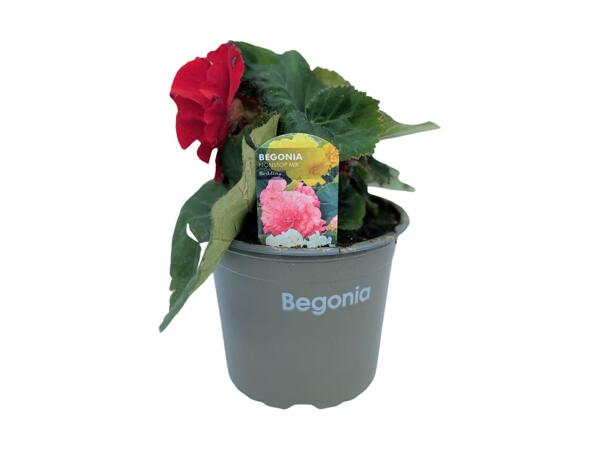 Begonia