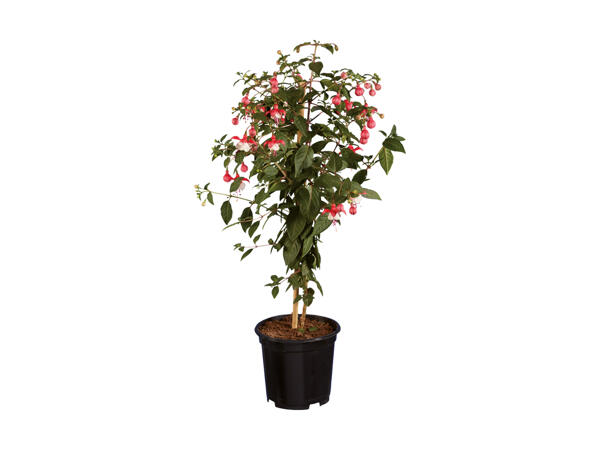 Opstammet Fuchsia