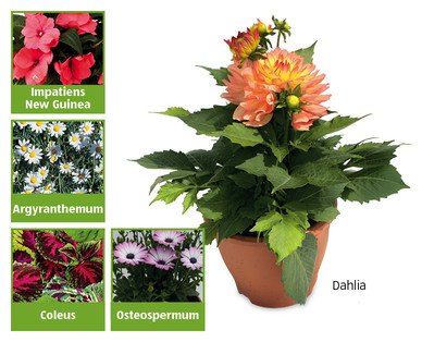 Summer Bell Pot Planter