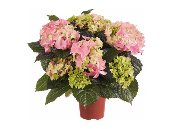 Hydrangea