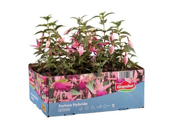 Pelargonie eller fuchsia i 6‘er bakke
