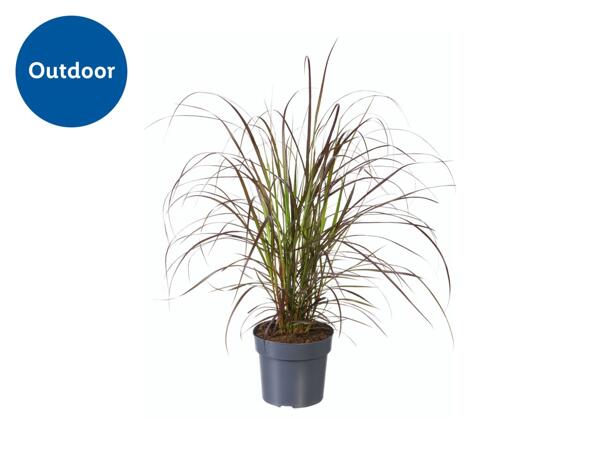 Pennisetum Grass