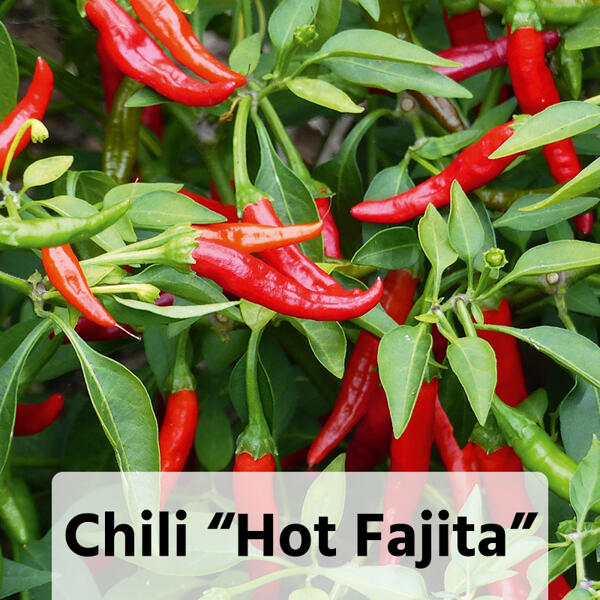 Gurkenpflanzen Vielfalt Mix / Hot Peppers "Chill out"