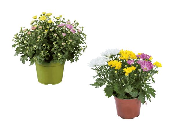 Trio de chrysanthèmes
