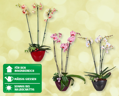 Orchideen