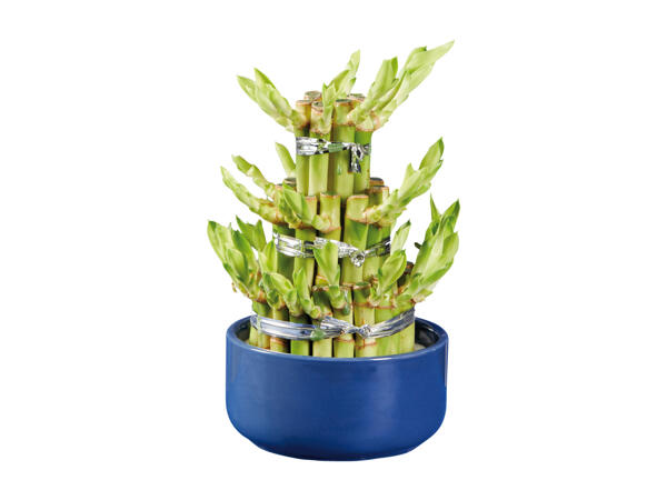 Bamboo