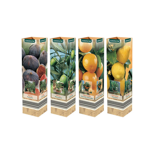 GARDENLINE® Plante méditerranéenne