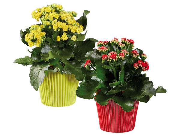 Kalanchoe