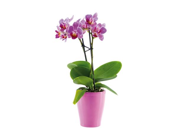 Mini Orchid in Ceramic
