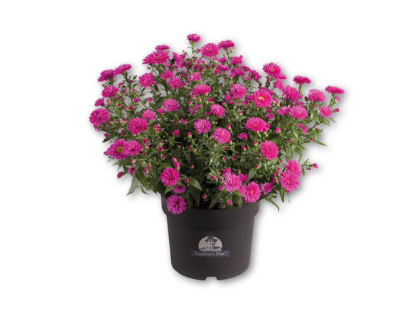 Asters 4 liters potte