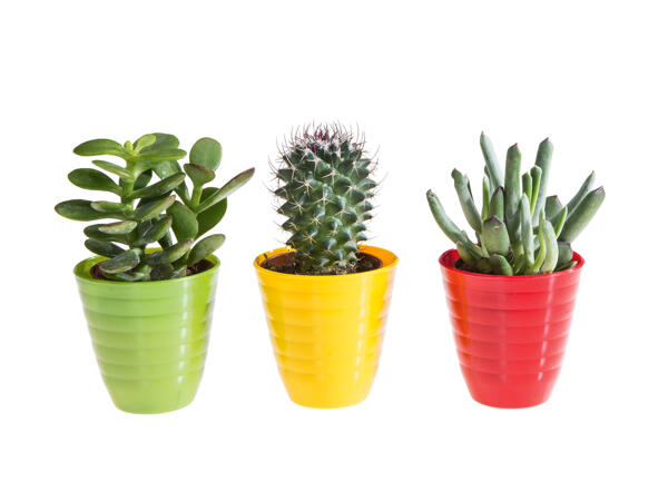 Mini cactus