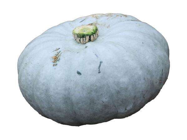 Crown Prince Pumpkin