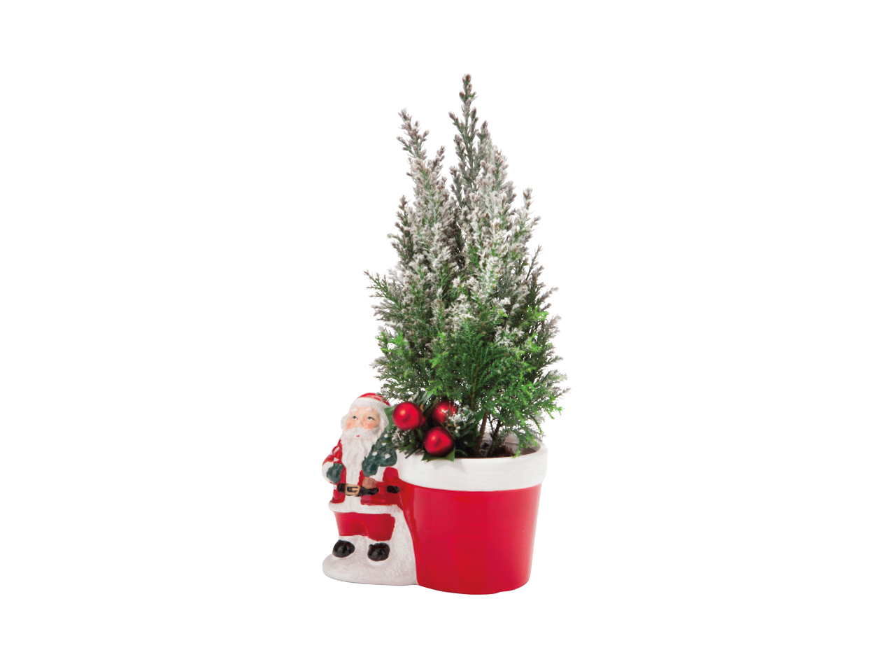 Father Christmas with Conifer1